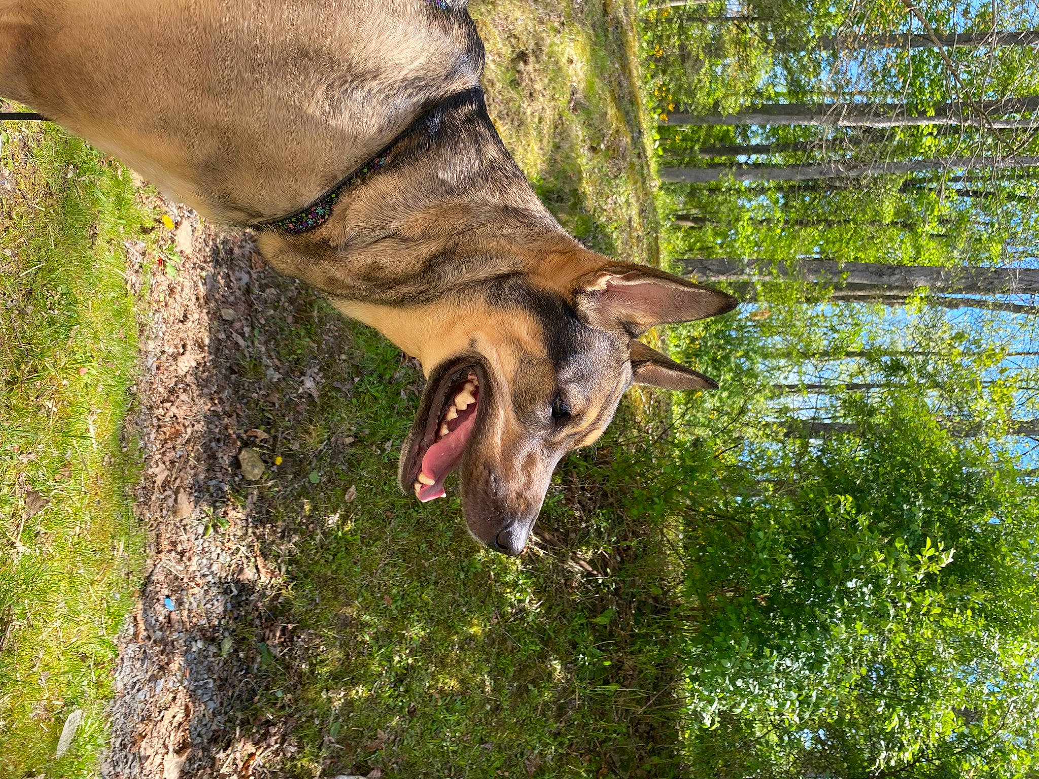 Maggie is registered to the contest to win money with this photo: canidae, dog_breed, eye, fawn, gesture, goats, grass, grazing, jaw, liver, livestock, mane, pack_animal, plant, sporting_group, tail, terrestrial_animal, tree, wood, working_animal