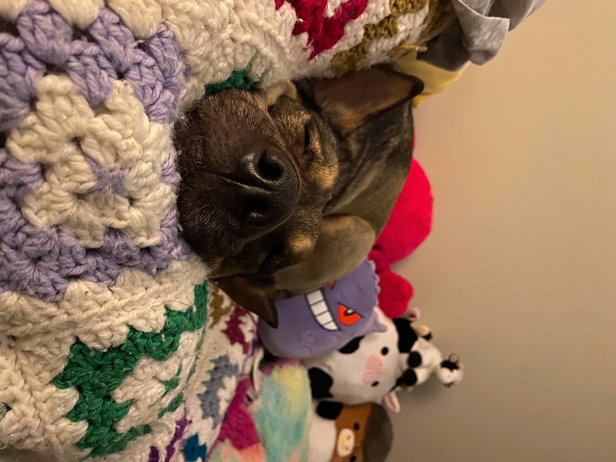 Maggie is registered to the contest to win money with this photo: art, bag, basket, cap, carmine, costume_hat, fashion_accessory, fawn, felidae, fur, hat, headgear, linens, pattern, plush, small_to_medium_sized_cats, stuffed_toy, toy, wool, woolen