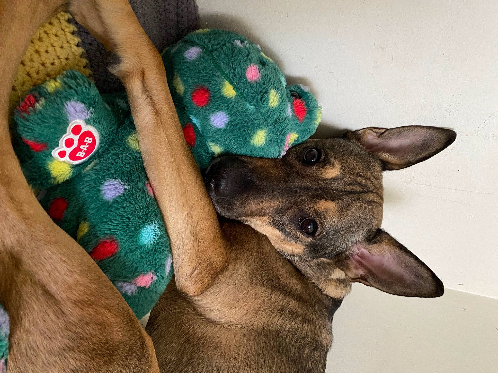 Support Maggie from Summersville in Dog Photo Contest - Cash