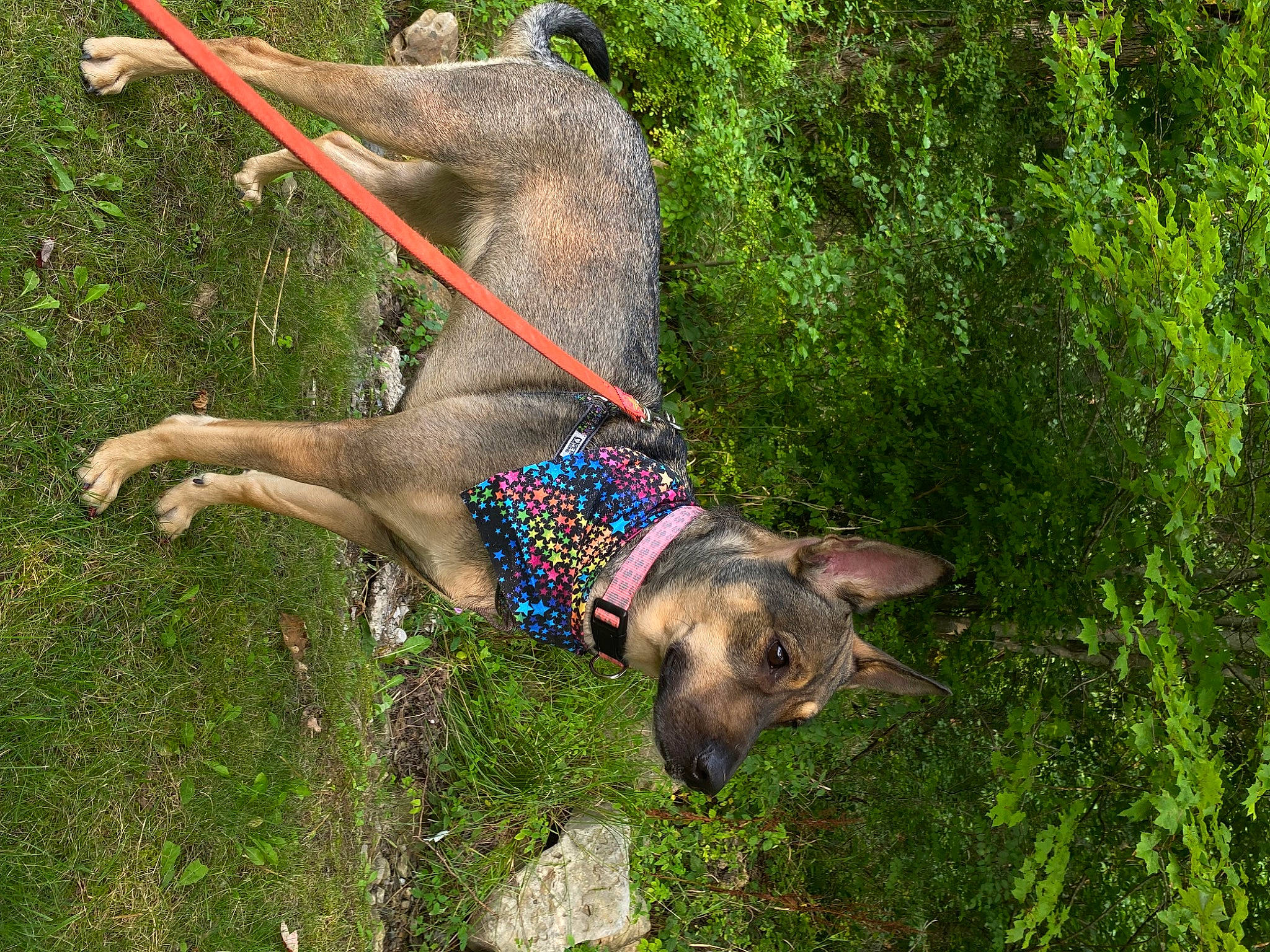 Maggie joined the competition — help win amazing prizes! canidae, carnivore, collar, dog, dog_breed, dog_collar, electric_blue, fawn, grass, liver, people_in_nature, pet_supply, plant, snout, sporting_group, tail, terrestrial_animal, tree, wildlife, working_animal