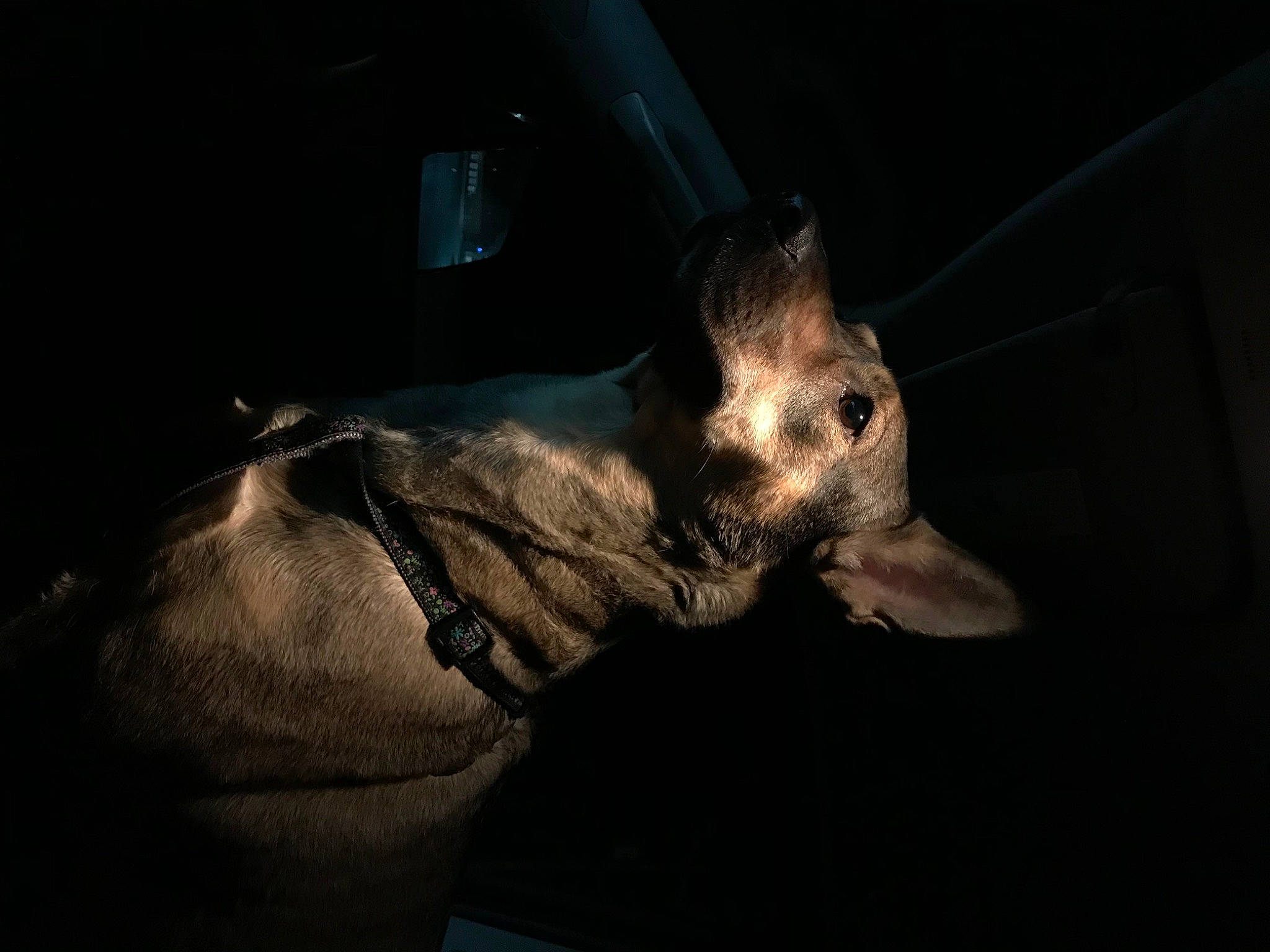 Maggie is registered to the contest to win money with this photo: bat, bone, canidae, darkness, dog_breed, ear, elbow, event, flash_photography, flesh, fur, gesture, jaw, night, skeleton, skull, snout, sporting_group, whiskers, wrinkle