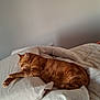 cat, orange_tabby, sleeping, bed, pillow, blanket, indoor, cozy, resting, feline, domestic_cat, fur, animal, pet, relaxation, comfort, quiet, home, nap, soft