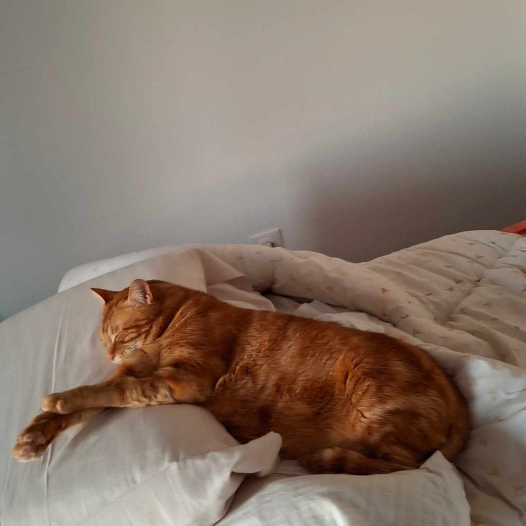 Georges a rejoint le concours — aidez-le/la à gagner de superbes lots ! animal, bed, blanket, cat, comfort, cozy, domestic_cat, feline, fur, home, indoor, nap, orange_tabby, pet, pillow, quiet, relaxation, resting, sleeping, soft