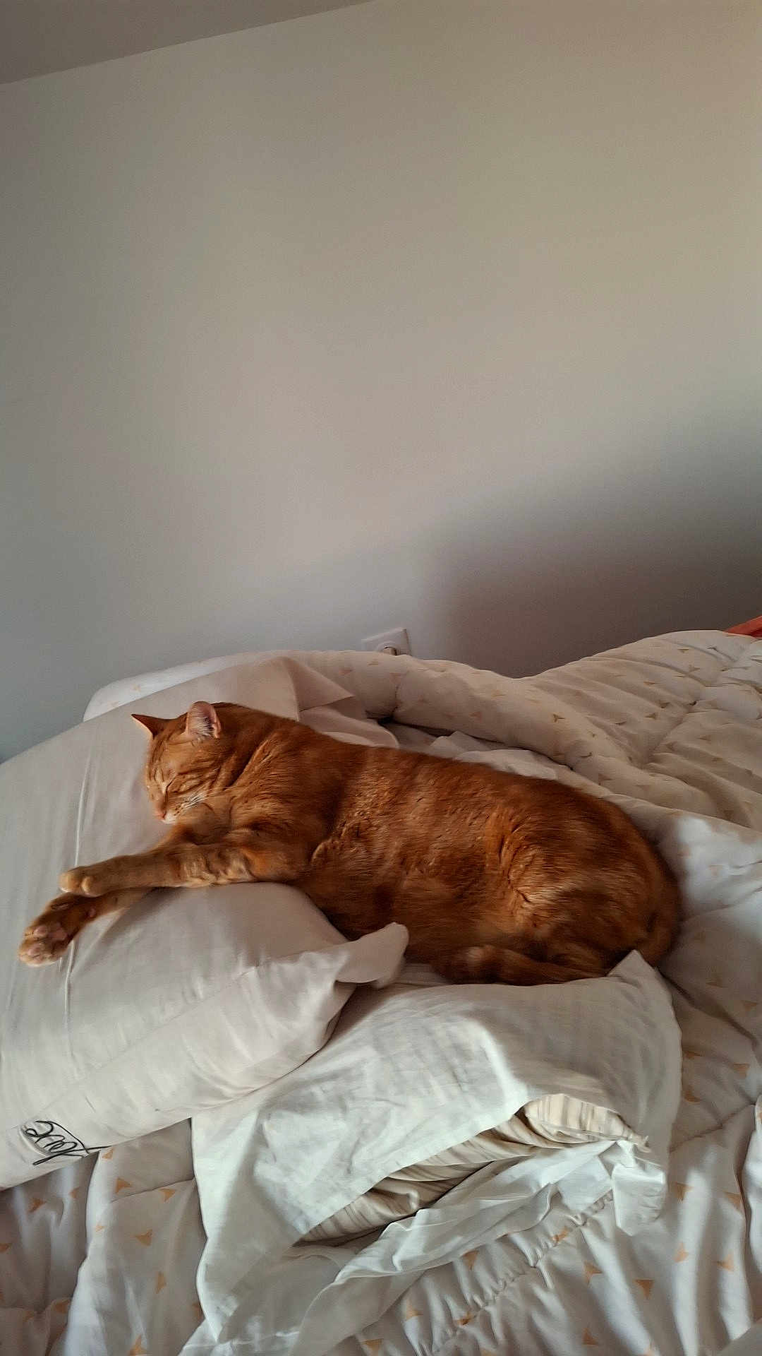 Georges a rejoint le concours — aidez-le/la à gagner de superbes lots ! cat, orange_tabby, sleeping, bed, pillow, blanket, indoor, cozy, resting, feline, domestic_cat, fur, animal, pet, relaxation, comfort, quiet, home, nap, soft