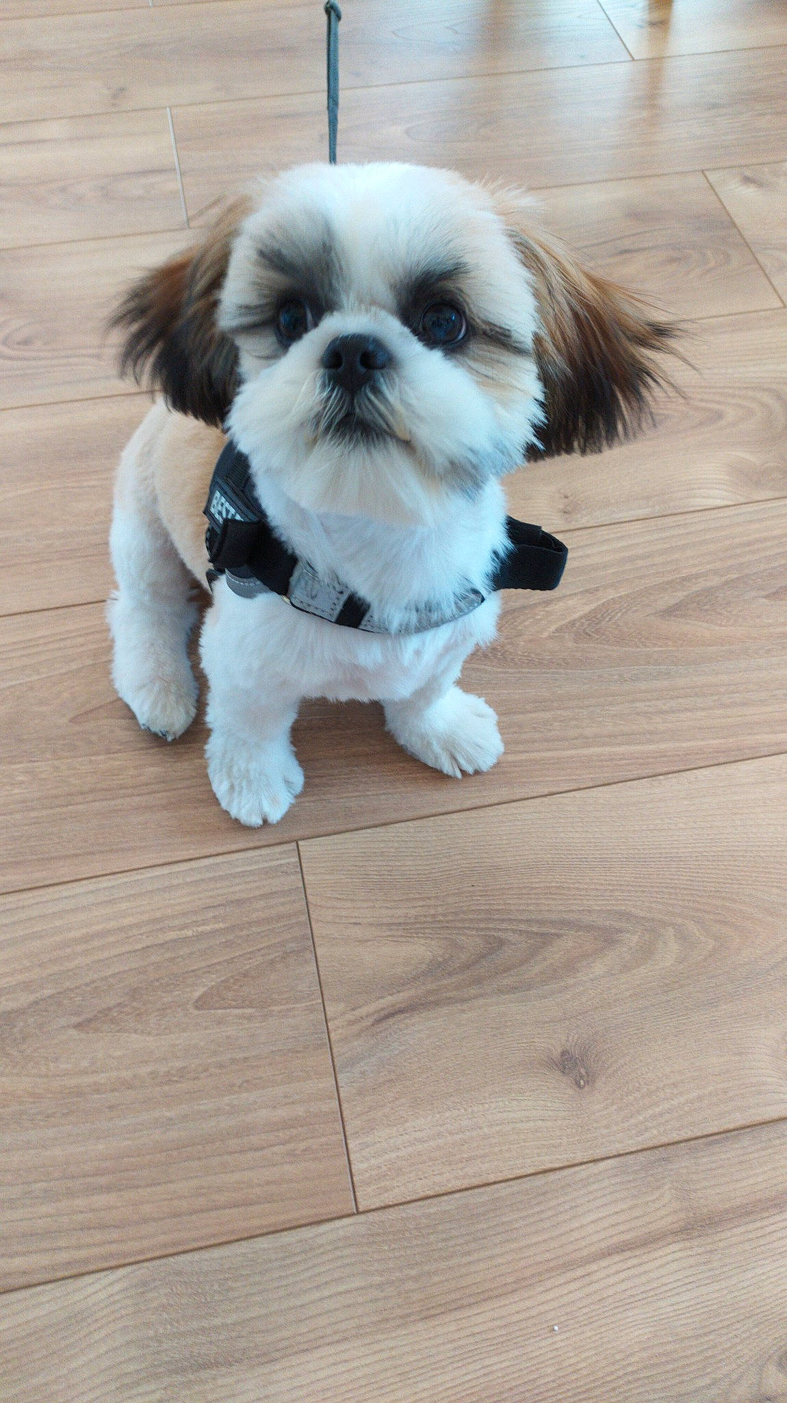 Polly participe au concours pour gagner de l'argent avec cette photo : carnivore, companion_dog, dog, dog_breed, dog_supply, flooring, fur, hardwood, liver, plank, shih_tzu, small_terrier, snout, sporting_group, tail, terrier, toy_dog, wood, wood_stain, working_animal