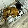 dog, cat, sleeping, pet_bed, floor, wood_flooring, indoor, animal, resting, brown_dog, black_dog, gray_and_white_cat, corner, cushion, cozy, companion, domestic_animal, relaxation, quiet, home