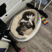 Plk participe au concours pour gagner de l'argent avec cette photo : kitten, cat, pet_bed, sleeping, cozy, indoor, floor, wooden_floor, toy, striped_cat, white_cat, furry, cute, animal, resting, domestic, companionship, snuggle, soft, home
