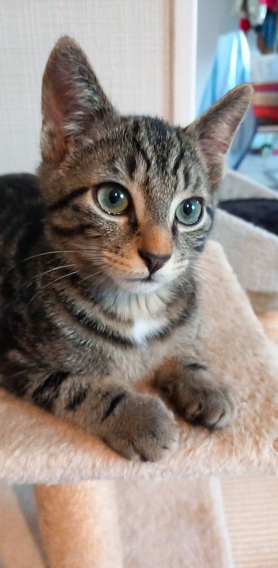 Biscuit participe au concours pour gagner de l'argent avec cette photo : carnivore, cat, domestic_short_haired_cat, felidae, fur, paw, small_to_medium_sized_cats, snout, terrestrial_animal, whiskers, wildlife