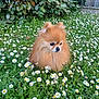 animal, cute, daisies, dog, flowers, fluffy, fur, garden, grass, greenery, leafy, nature, outdoor, peaceful, pet, plant, pomeranian, sitting, small_dog, summer