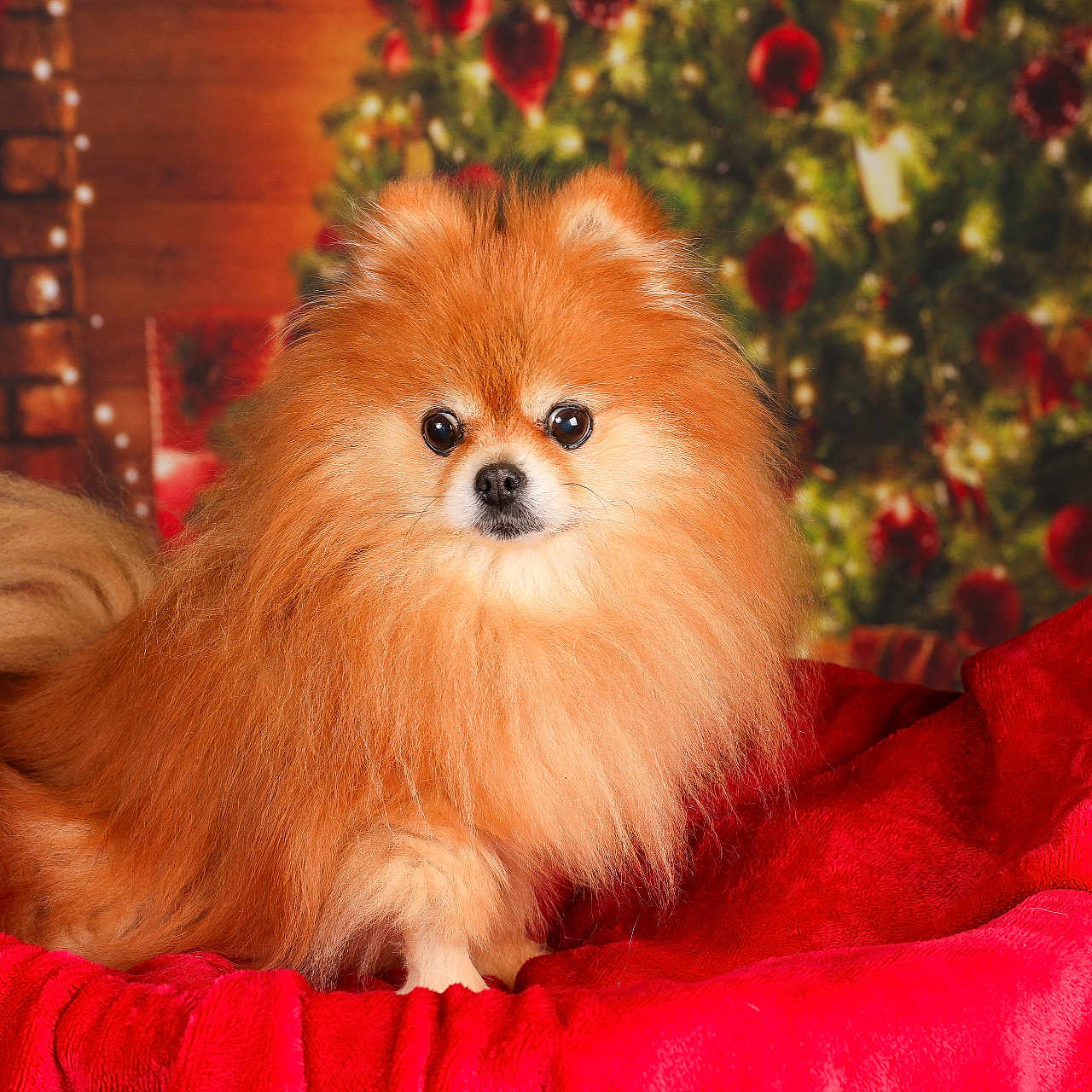 Horfée a rejoint le concours — aidez-le/la à gagner de superbes lots ! animal, blanket, canine, chow, cockerspaniel, couch, dog, eskimodog, face, flower, furniture, head, papillon, person, pet, plant, puppy, terrier, tree, velvet