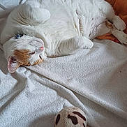 Zoé participe au concours pour gagner de l'argent avec cette photo : cat, white_cat, orange_cat, pet, toy_ball, blanket, bed, relaxed, indoor, fur, animal, cute, sleepy, cozy, soft, resting, playful, domestic_cat, whiskers, paws