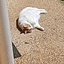 Zoé participe au concours pour gagner de l'argent avec cette photo : cat, white_cat, orange_cat, outdoor, sunlight, pebble_path, grass, relaxed, animal, pet, nature, daylight, feline, resting, quiet, summer, shadows, ground, small_plant, container