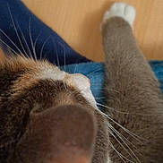 Mystic participe au concours pour gagner de l'argent avec cette photo : animal, brown_fur, cat, close_up, domestic_cat, ear, floor, fur, indoor, mammal, paw, pet, relaxing, resting, sleeping, tabby, texture, whiskers, white_paw, wooden_floor