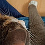 animal, brown_fur, cat, close_up, domestic_cat, ear, floor, fur, indoor, mammal, paw, pet, relaxing, resting, sleeping, tabby, texture, whiskers, white_paw, wooden_floor