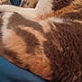 animal, bed, blanket, blue, calm, cat, closeup, comfort, cozy, cute, feline, fur, indoor, pet, relaxation, resting, sleeping, soft, warm, whiskers