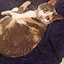 animal, bed, blanket, calico, cat, comfort, cozy, curious, domestic, ears, eyes, fabric, feline, fur, indoor, pet, relaxed, resting, texture, whiskers