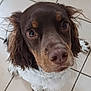 Vinyle a rejoint le concours — aidez-le/la à gagner de superbes lots ! adorable, animal, brown, canine, close_up, companion, curious, cute, dog, ears, eyes, floor, fur, indoor, looking_up, mammal, pet, portrait, tile, white