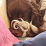 animal, blue_pillow, brown_fur, close_up, comfort, cozy, curled_up, curly_fur, cute, dog, fur, indoor, nose, pet, pillow, pink_pillow, relaxed, resting, sleeping, snuggle