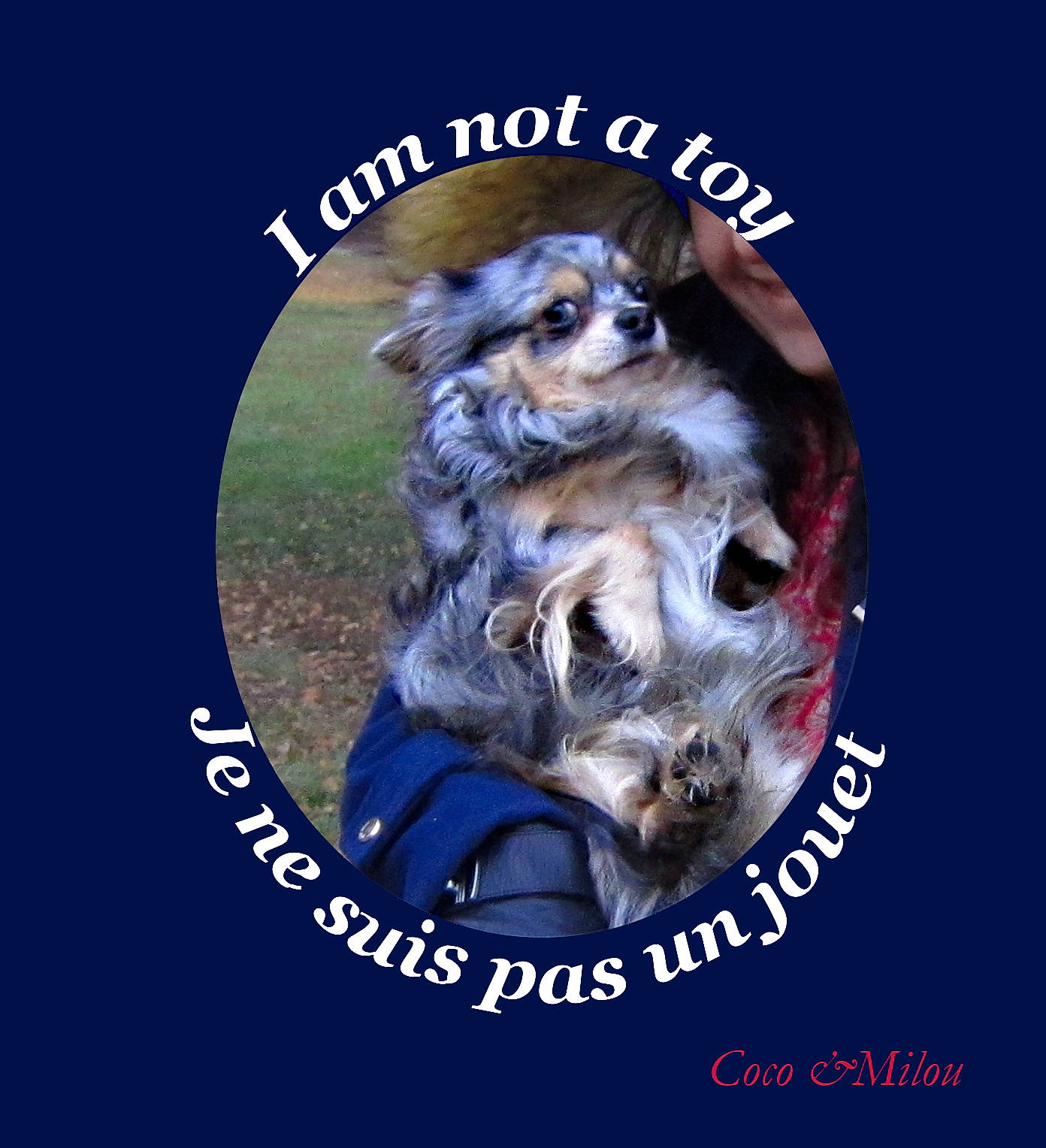 Milou participe au concours pour gagner de l'argent avec cette photo : advertising, book_cover, canidae, carnivore, companion_dog, dog, dog_breed, dog_supply, electric_blue, felidae, fictional_character, font, fur, paw, photo_caption, snout, sporting_group, terrestrial_animal, whiskers, wildlife