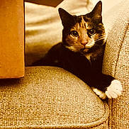 Bao is registered to the contest to win money with this photo: animal, calico_cat, cat, couch, cozy, curious, domestic_cat, feline, furniture, home, indoor, mammal, paw, pet, portrait, relaxed, sitting, soft_light, tabby, whiskers