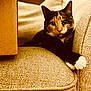 animal, calico_cat, cat, couch, cozy, curious, domestic_cat, feline, furniture, home, indoor, mammal, paw, pet, portrait, relaxed, sitting, soft_light, tabby, whiskers
