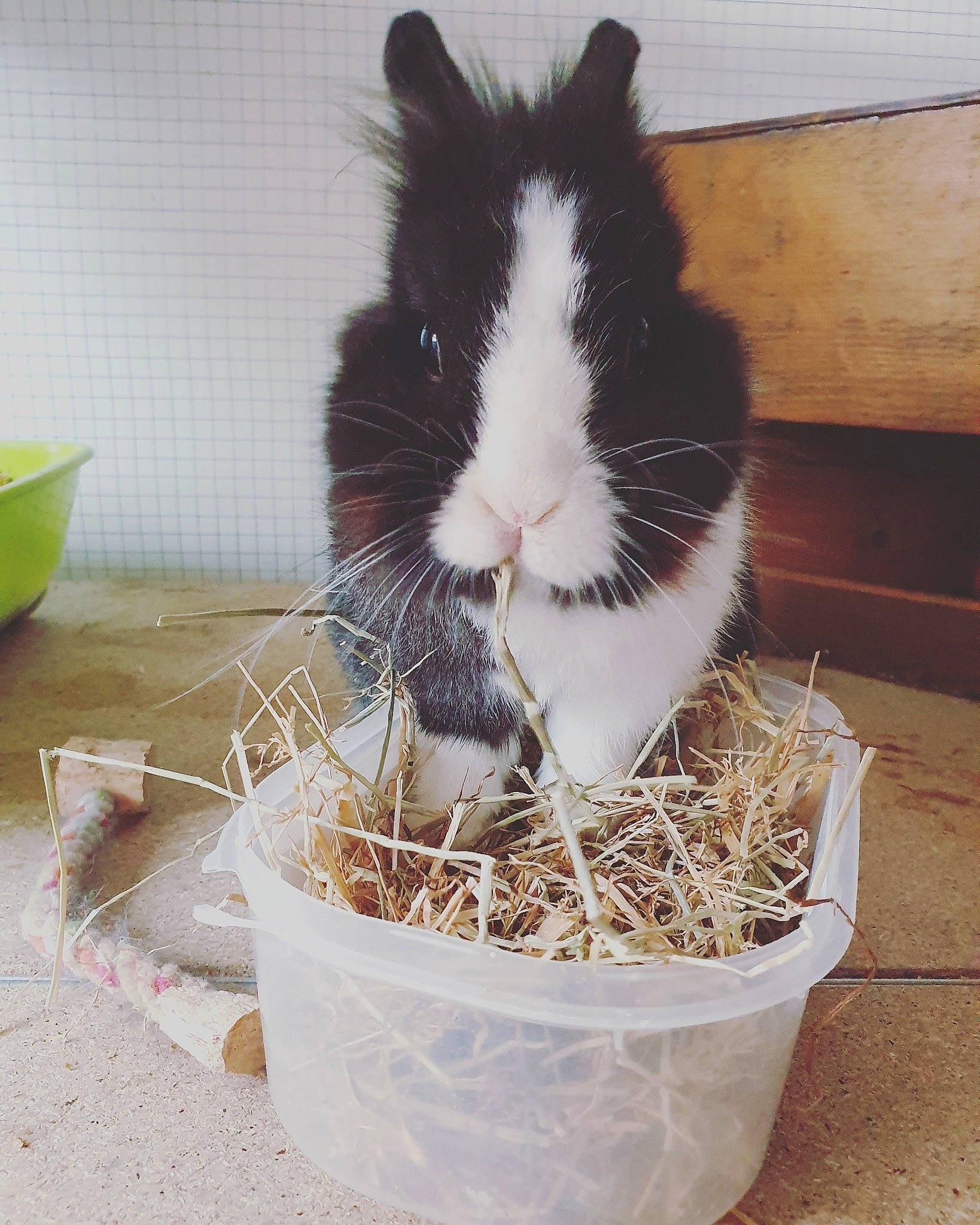 Nougat participe au concours pour gagner de l'argent avec cette photo : domestic_rabbit, grass, guinea_pig, hay, plant, rabbit, rabbits_and_hares, rodent, whiskers