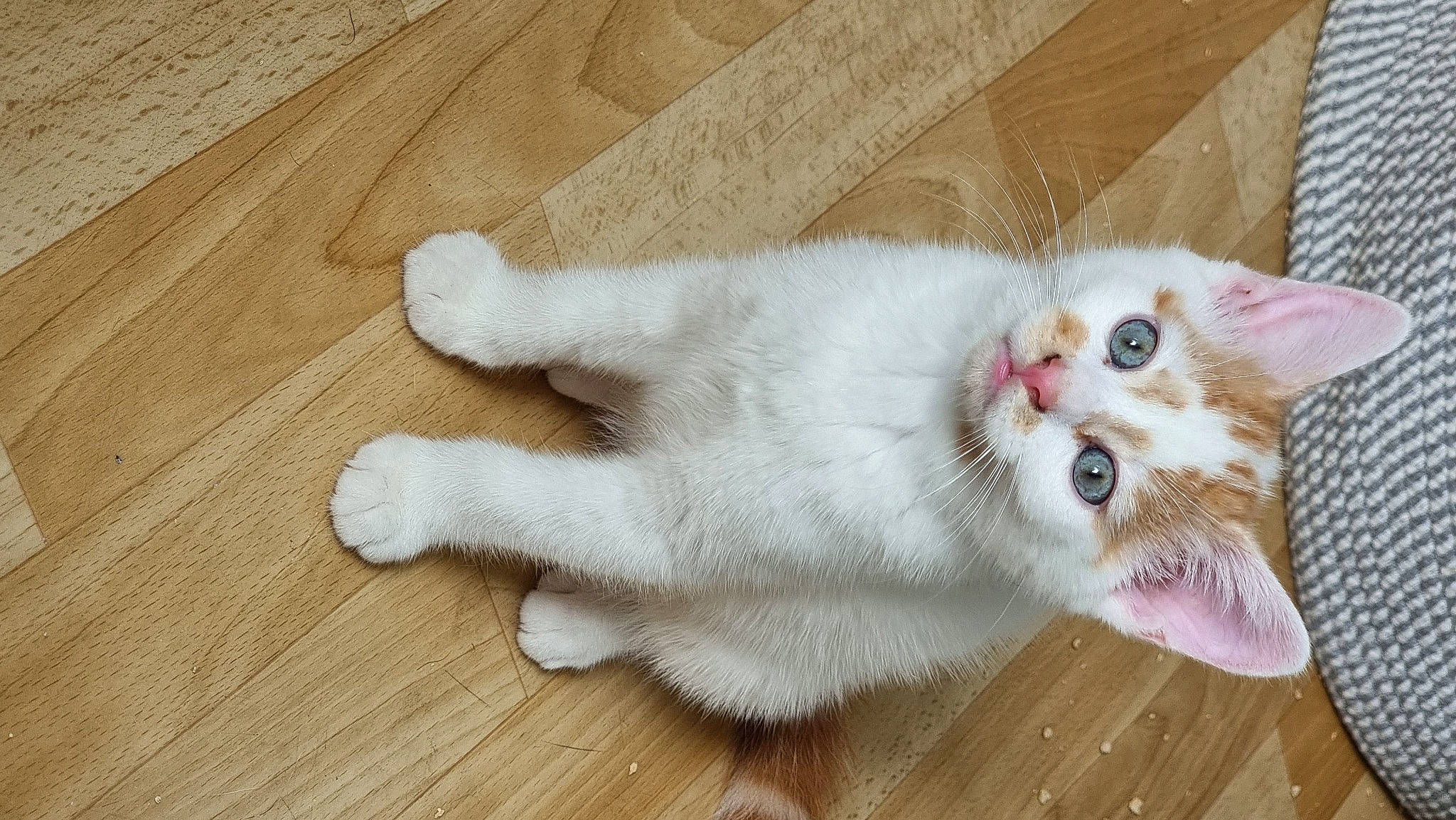 Fergus is registered to the contest to win money with this photo: carnivore, cat, claw, domestic_short_haired_cat, fawn, felidae, flooring, fur, hardwood, paw, plank, plywood, small_to_medium_sized_cats, snout, tail, varnish, whiskers, wood, wood_flooring, wood_stain