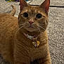 Nala is registered to the contest to win money with this photo: cat, orange_tabby, collar, bell, heart_shaped_tag, carpet, toy, blue_ball, whiskers, pet, indoor, feline, cute, curious, lying_down, close_up, playful, domestic_animal, fur, ears