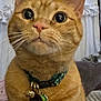 Nala joined the competition — help win amazing prizes! cat, orange_tabby, indoor, collar, tags, fur, pet, whiskers, sitting, curious, close_up, animal, domestic_cat, feline, ears, eyes, nose, mouth, background, curtains