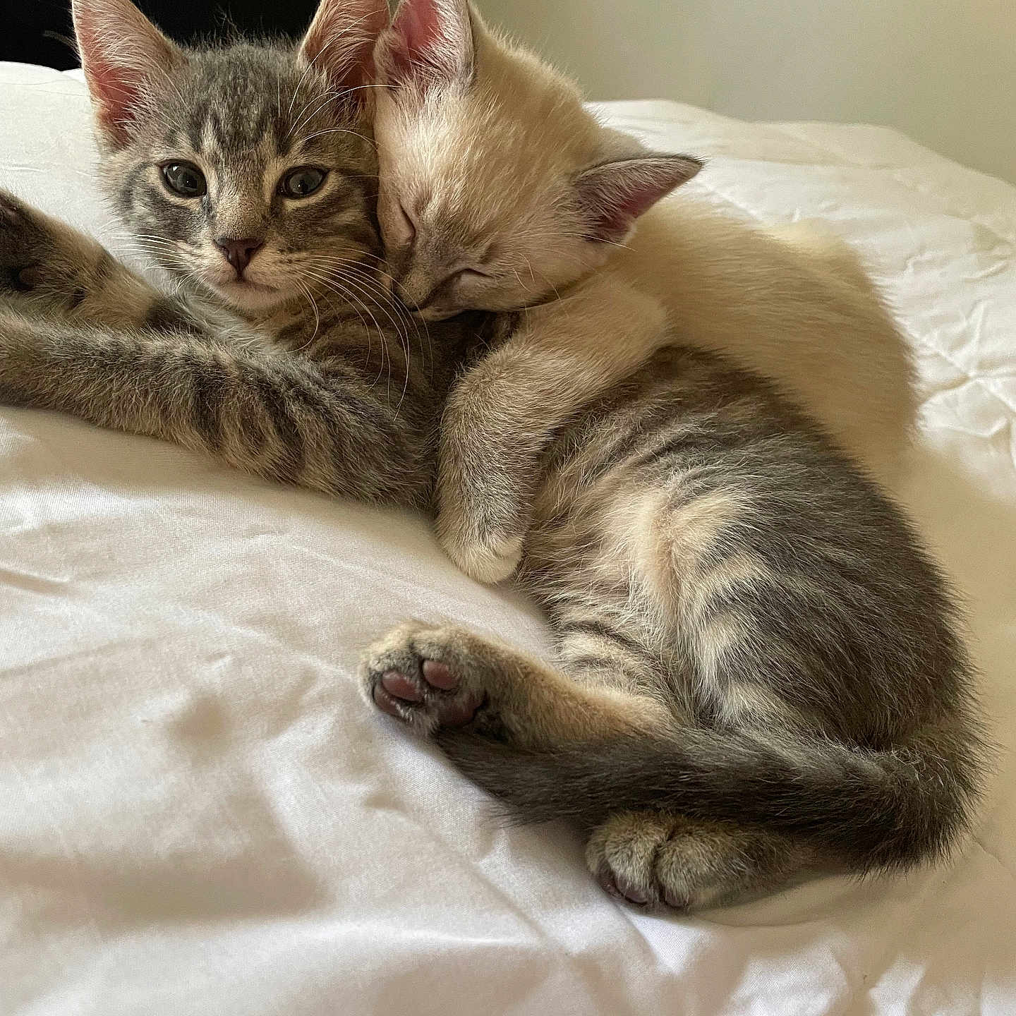 Coven Aura joined the competition — help win amazing prizes! abyssinian, animal, bed, bedroom, blanket, cat, couch, cushion, furniture, homedecor, indoors, kitten, linen, manx, person, pet, quilt, room, siamese, sleeping