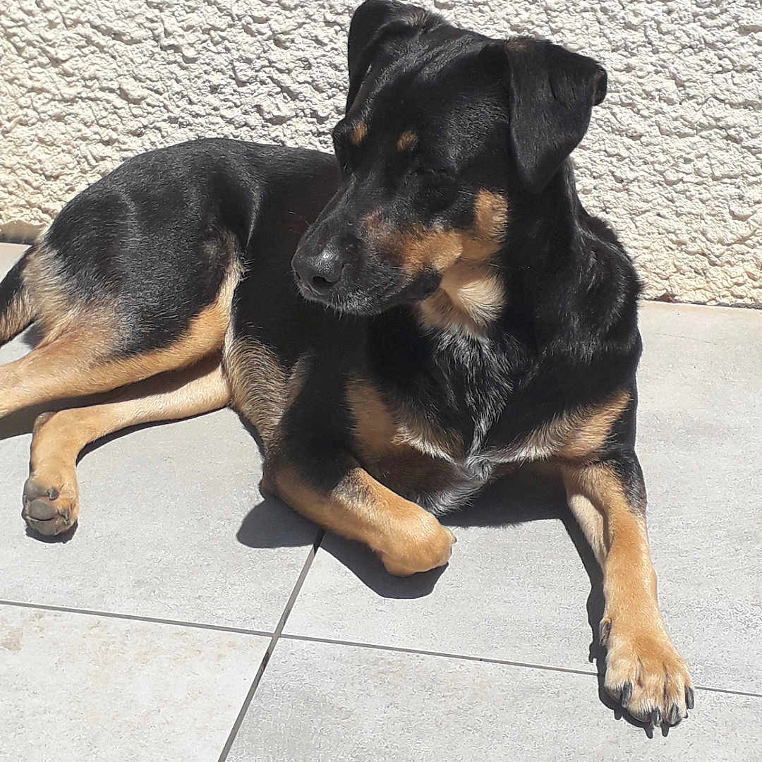 Waka a rejoint le concours — aidez-le/la à gagner de superbes lots ! accessories, animal, appenzeller, bulldog, canine, dog, flagstone, germanshepherd, hound, labradorretriever, leash, path, person, pet, puppy, slate, sleeping, snout, strap, walkway