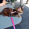 Belinha participe au concours pour gagner de l'argent avec cette photo : kitten, cat, pet, leash, harness, table, outdoor, person, chair, concrete, pavement, sunlight, feline, domestic_animal, resting, curious, young_animal, striped, fur, side_view