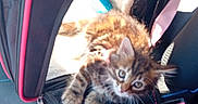 Belinha participe au concours pour gagner de l'argent avec cette photo : animal, black, car_seat, cat, curious, cute, feline, indoor, kitten, mesh, pet_carrier, pink, seat, seat_belt, small, striped, sunlight, tabby, young_cat, zipper