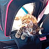 Belinha participe au concours pour gagner de l'argent avec cette photo : kitten, cat, pet_carrier, car_seat, seat_belt, black, pink, sunlight, feline, animal, young_cat, mesh, zipper, indoor, seat, curious, small, striped, tabby, cute