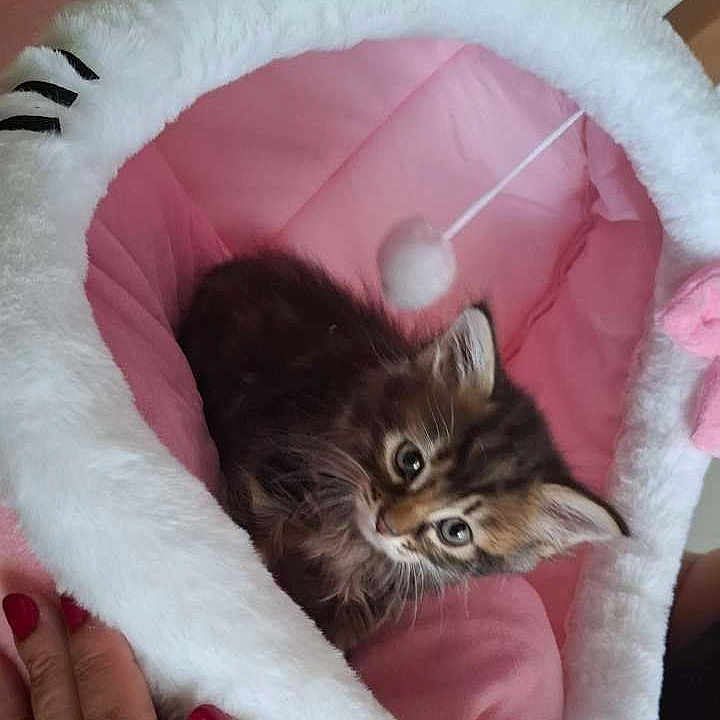 Belinha a rejoint le concours — aidez-le/la à gagner de superbes lots ! kitten, cat, pet, pink, white, cat_bed, furry, cute, small, indoor, toy, hand, nail_polish, cozy, looking_up, young_animal, feline, domestic_animal, soft, playful