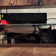 Belinha a rejoint le concours — aidez-le/la à gagner de superbes lots ! kitten, cat, feline, pet, wooden_shelf, electronics, usb_port, glass_shelf, indoor, cute, animal, curious, hiding, small, fur, eyes, cable, dark, shadow, floor