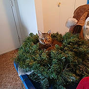 Tator Tot is registered to the contest to win money with this photo: cat, wreath, christmas_wreath, greenery, indoor, carpet, blue_container, coat, fur, pet, animal, holiday, decor, relaxed, feline, snug, home, household, resting, cozy