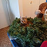 cat, wreath, christmas_wreath, greenery, indoor, carpet, blue_container, coat, fur, pet, animal, holiday, decor, relaxed, feline, snug, home, household, resting, cozy