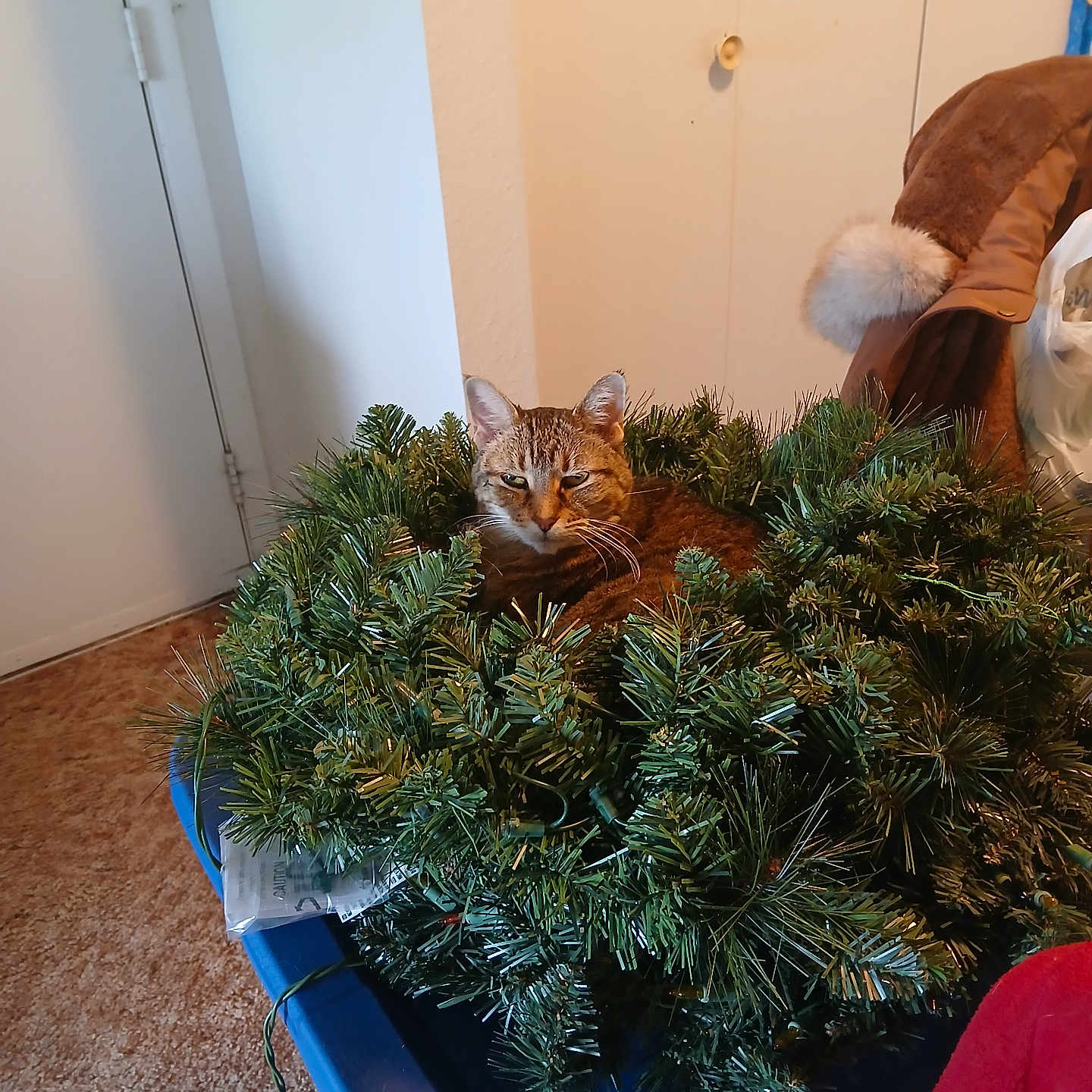Tator Tot is registered to the contest to win money with this photo: cat, wreath, christmas_wreath, greenery, indoor, carpet, blue_container, coat, fur, pet, animal, holiday, decor, relaxed, feline, snug, home, household, resting, cozy
