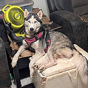 Maya joined the competition — help win amazing prizes! animal, black_chair, blue_eyes, canine, cluttered, dog, fan, floor, furniture, husky, indoor, laying_down, living_room, ottoman, pet, plastic_containers, red_harness, relaxed, worn_out, yellow_fan