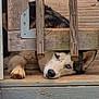 Maya joined the competition — help win amazing prizes! animal, blue_eyes, calm, canine, close_up, curious, dog, domestic_animal, face, husky, lying_down, metal_bracket, nature, outdoor, paw, pet, quiet, resting, wood, wooden_fence