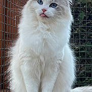 Iris joined the competition — help win amazing prizes! cat, fluffy, white_cat, blue_eyes, tongue_out, sitting, outdoor, wire_fence, wooden_ledge, pet, animal, cute, feline, fur, whiskers, playful, portrait, close_up, nature, domestic_cat