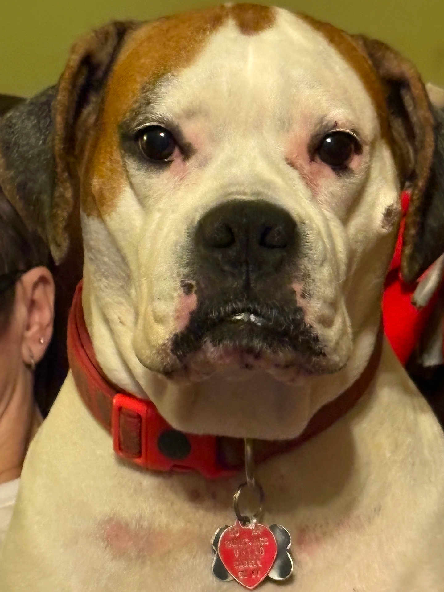 Ginger is registered to the contest to win money with this photo: dog, pet, close_up, collar, tag, indoor, animal, canine, face, brown, white, portrait, looking_at_camera, ears, nose, large_dog, furniture, human, red_collar, heart_tag