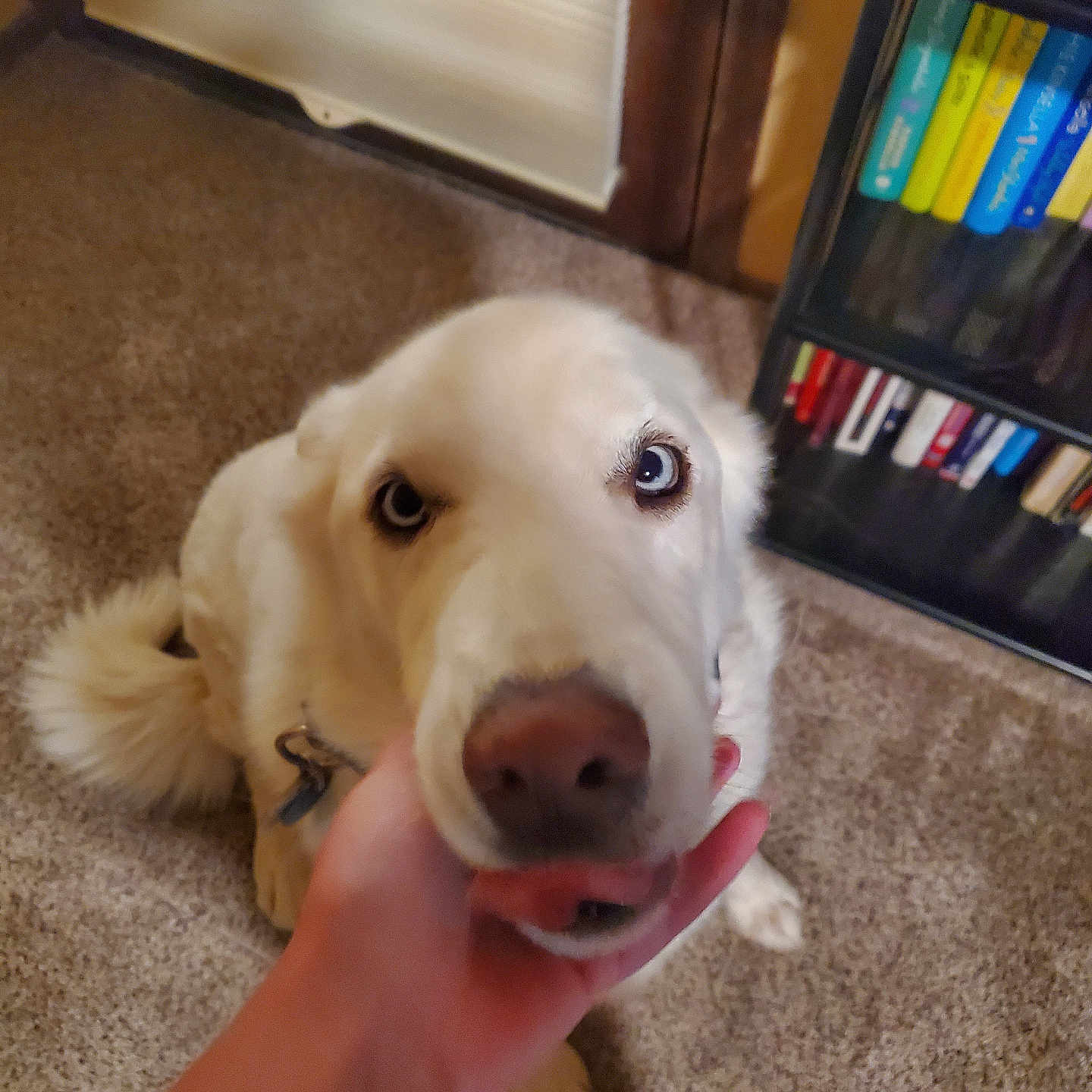 Bear joined the competition — help win amazing prizes! animal, blue_eyes, books, bookshelf, canine, carpet, close_up, cute, dog, domestic, floor, friendly, hand, home, indoor, looking_up, person_hand, pet, tongue, white_fur