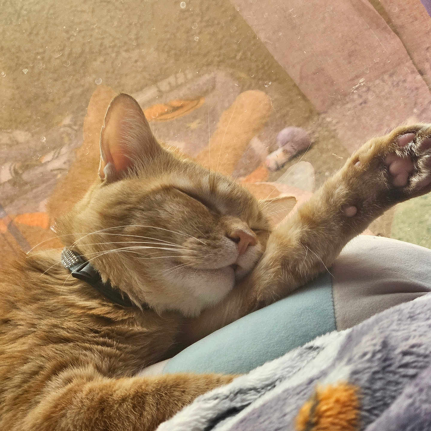 Simba joined the competition — help win amazing prizes! blanket, cat, closeup, collar, comfort, cozy, cute, domestic_animal, feline, fur, indoor, nap, orange_tabby, paw, pet, relaxing, resting, sleeping, soft_texture, whiskers