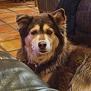 Cheyenne joined the competition — help win amazing prizes! dog, indoor, pet, animal, fur, brown, black, white, couch, leather, floor, tile, furniture, ears, eyes, collar, resting, house, cozy, portrait