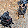 dogs, canine, pet, black_dog, brown_dog, sitting, standing, smiling, happy, outdoor, nature, forest, ground, pine_needles, leashes, collars, portrait, animal_photography, companions, playful