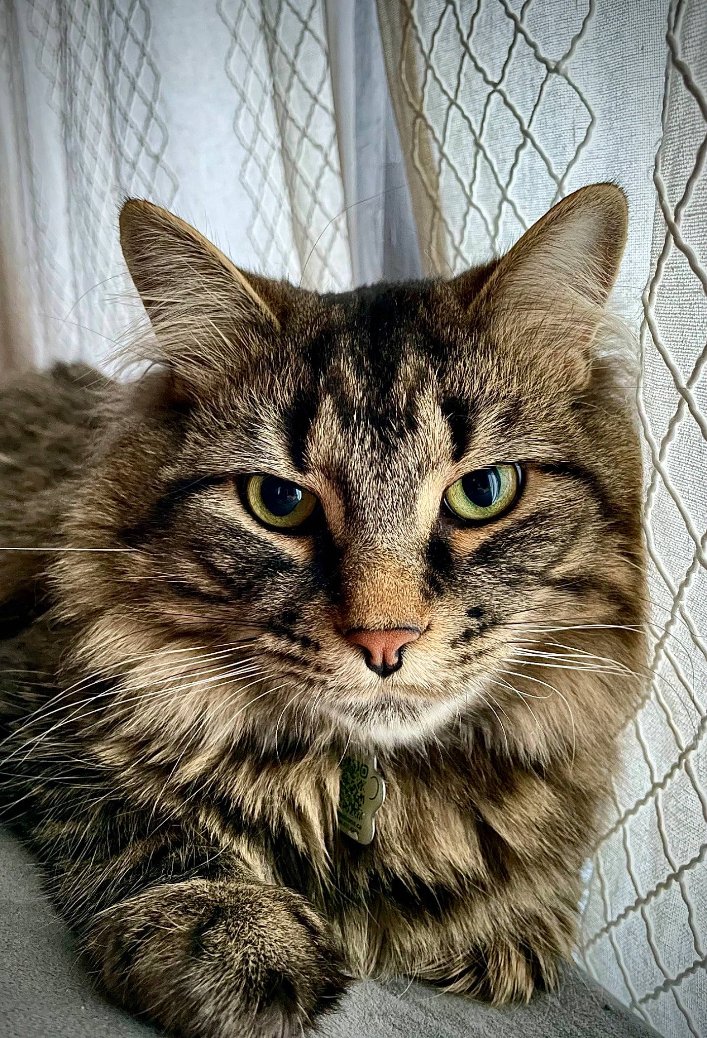 Elijah is registered to the contest to win money with this photo: carnivore, cat, cat_supply, claw, close_up, curtain, domestic_short_haired_cat, felidae, fur, maine_coon, mesh, paw, pet_supply, small_to_medium_sized_cats, snout, terrestrial_animal, whiskers, wildlife, window
