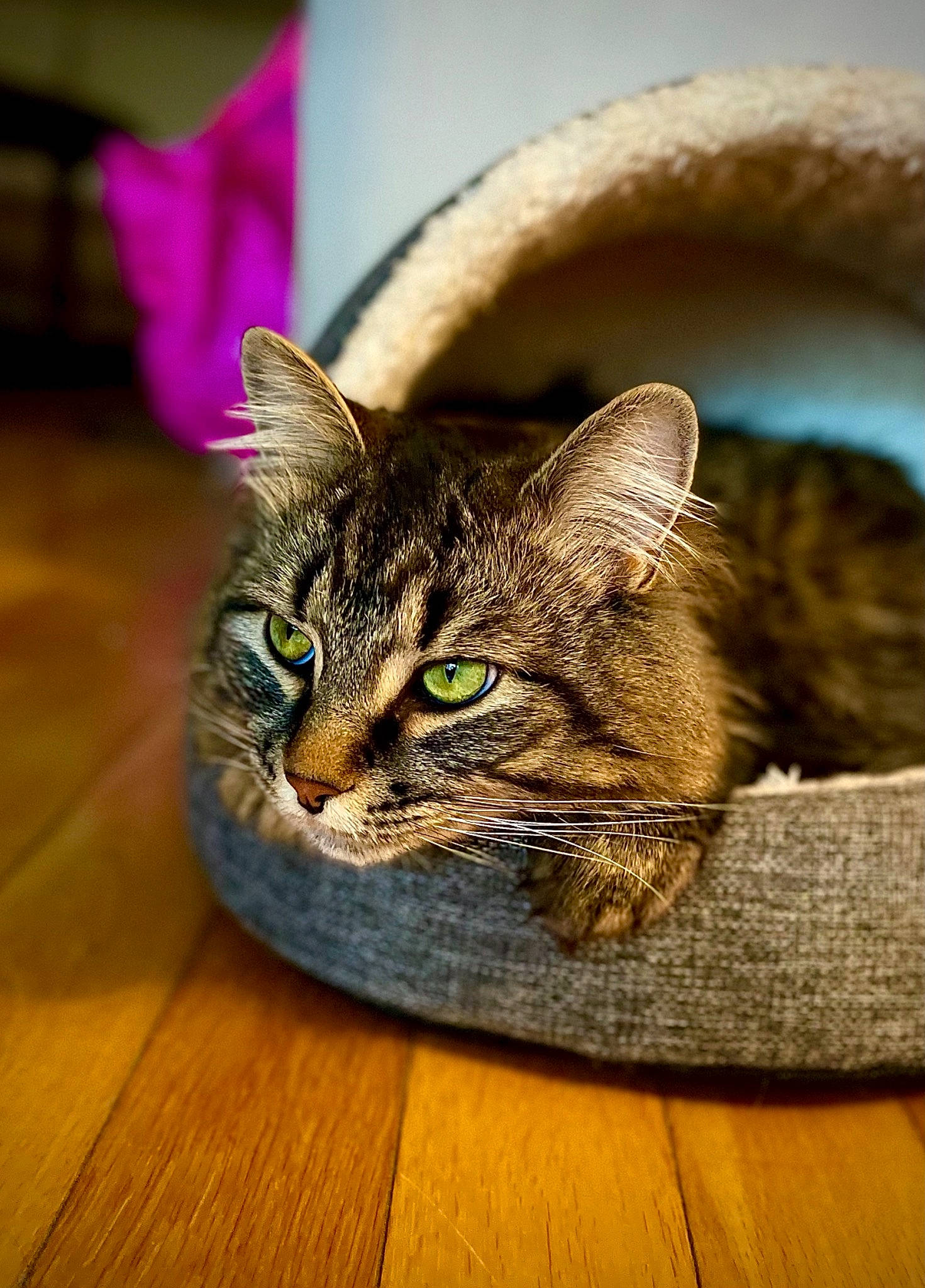 Elijah joined the competition — help win amazing prizes! carnivore, cat, close_up, comfort, domestic_short_haired_cat, door, ear, felidae, flooring, fur, grass, hardwood, human_body, sitting, small_to_medium_sized_cats, snout, whiskers, wildlife, window, wood