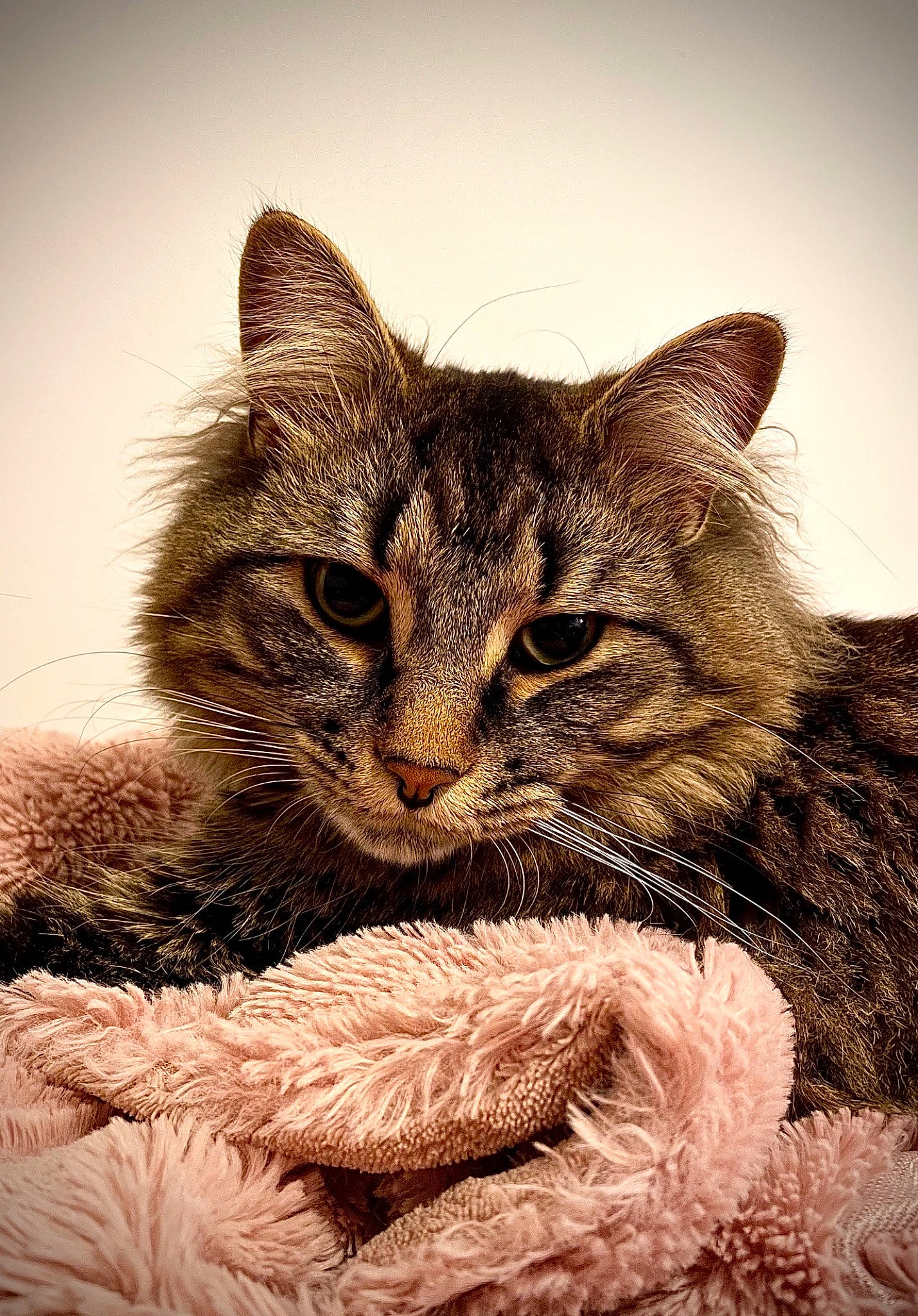 Elijah is registered to the contest to win money with this photo: art, carnivore, cat, claw, close_up, domestic_short_haired_cat, eye, fawn, felidae, fur, grass, paw, plant, small_to_medium_sized_cats, snout, tail, terrestrial_animal, whiskers, wildlife, window